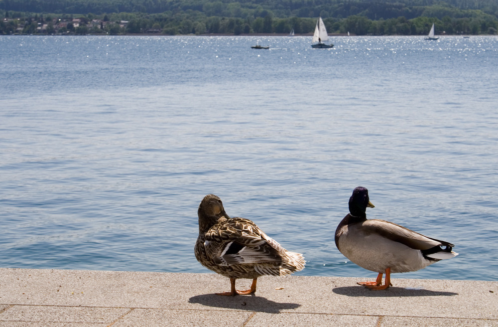 Am Bodensee