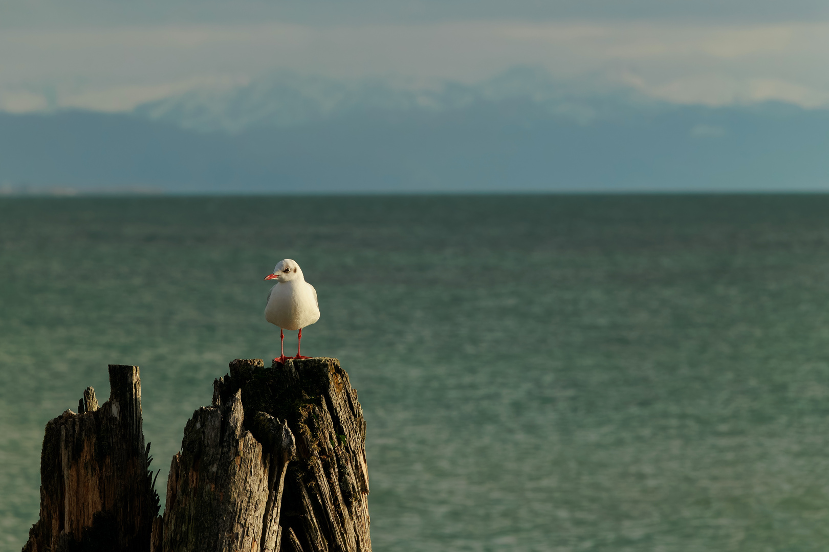 Am Bodensee - Immenstaad