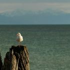 Am Bodensee - Immenstaad