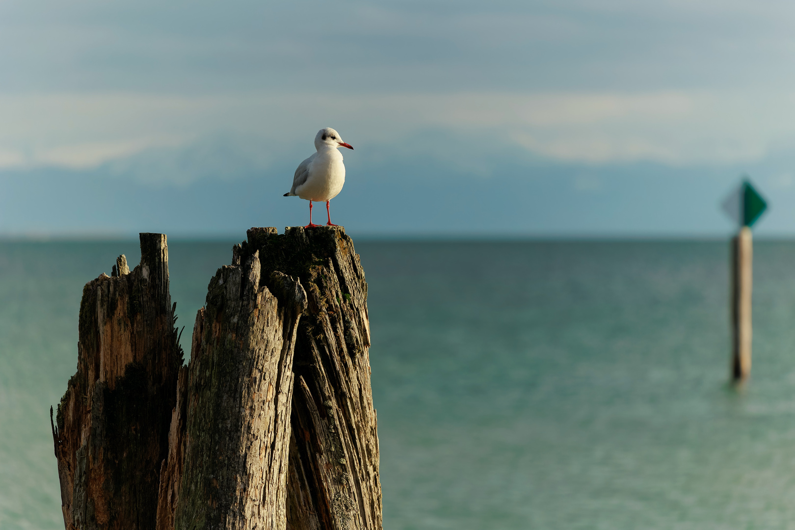 Am Bodensee - Immenstaad