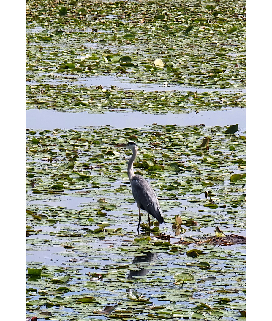 Am Bommerweiher, I