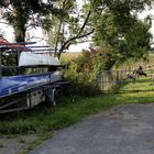 am Bootshaus am Ostedeich da laufen auch Schafe ...