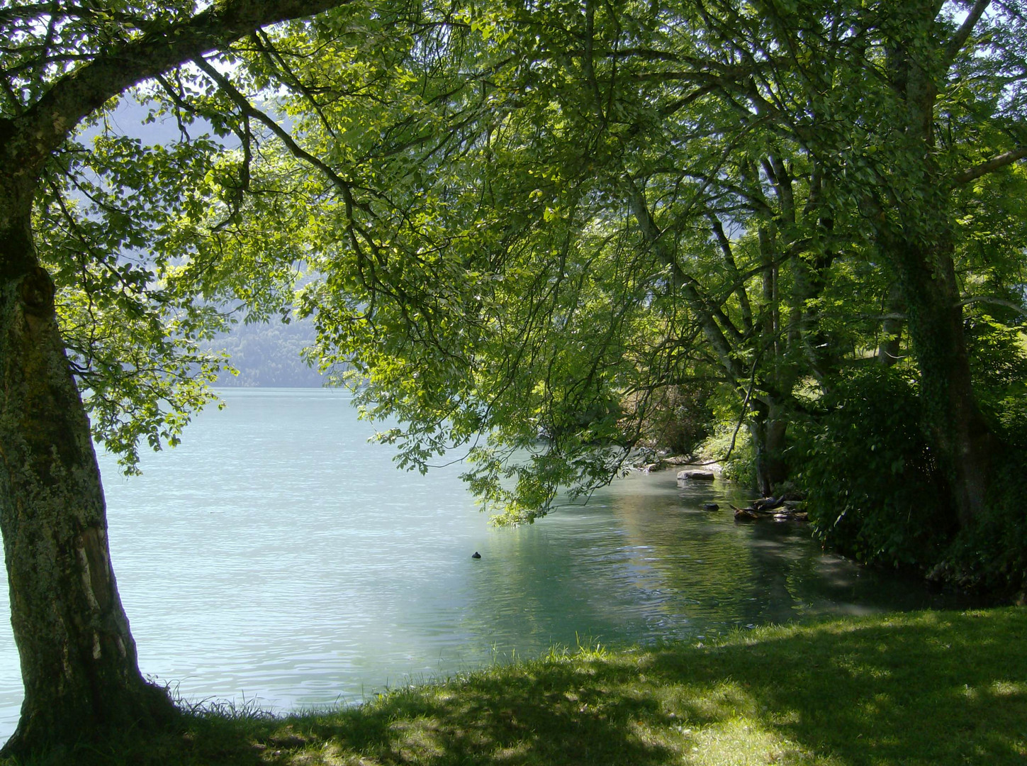 Am Brienzersee