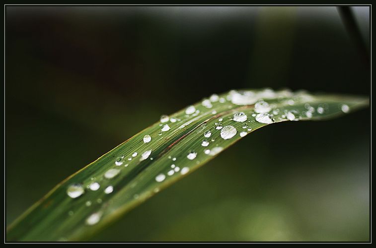 am Bruggerloch bei Regen