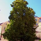 am Brunnen vor dem Tore