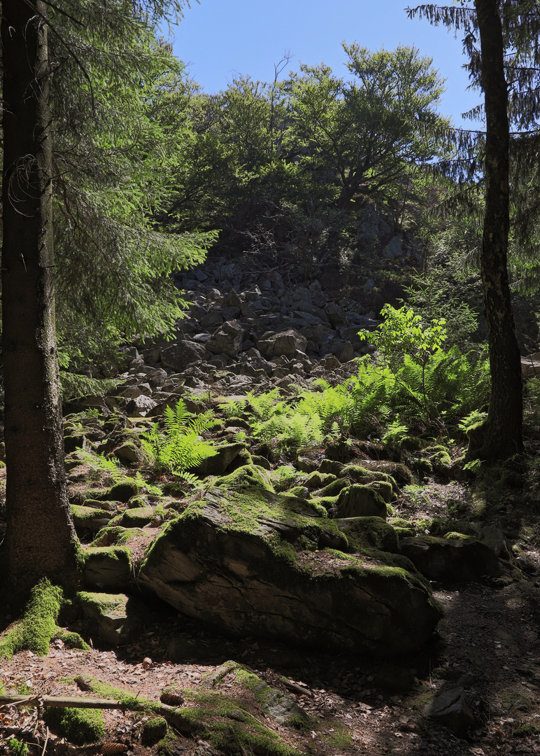 Am Bubenbader Stein (2019_06_29_EOS 6D Mark II_4514_ji