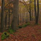 Am Buchberg im Fichtelgebirge