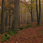 Am Buchberg im Fichtelgebirge