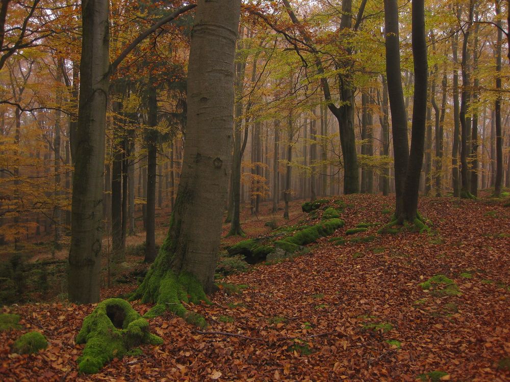 Am Buchberg im Fichtelgebirge