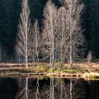 Am Buhlbachsee