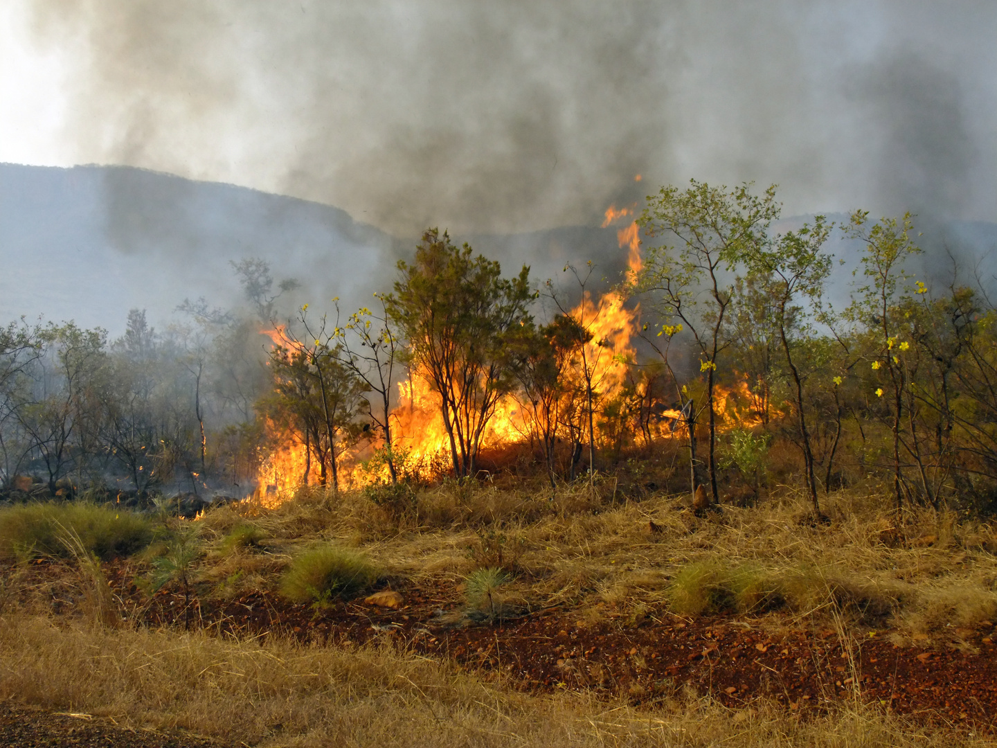 Am Buschfeuer, El Questro Station, Nahe Kunuurra