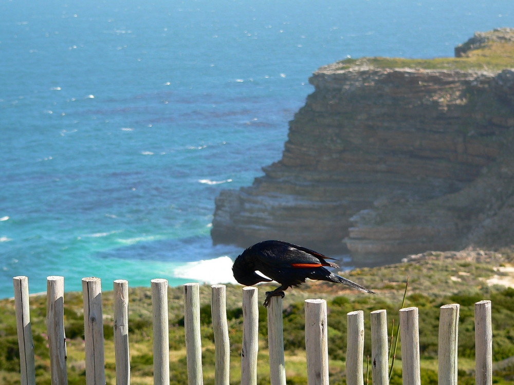 am Cape Point