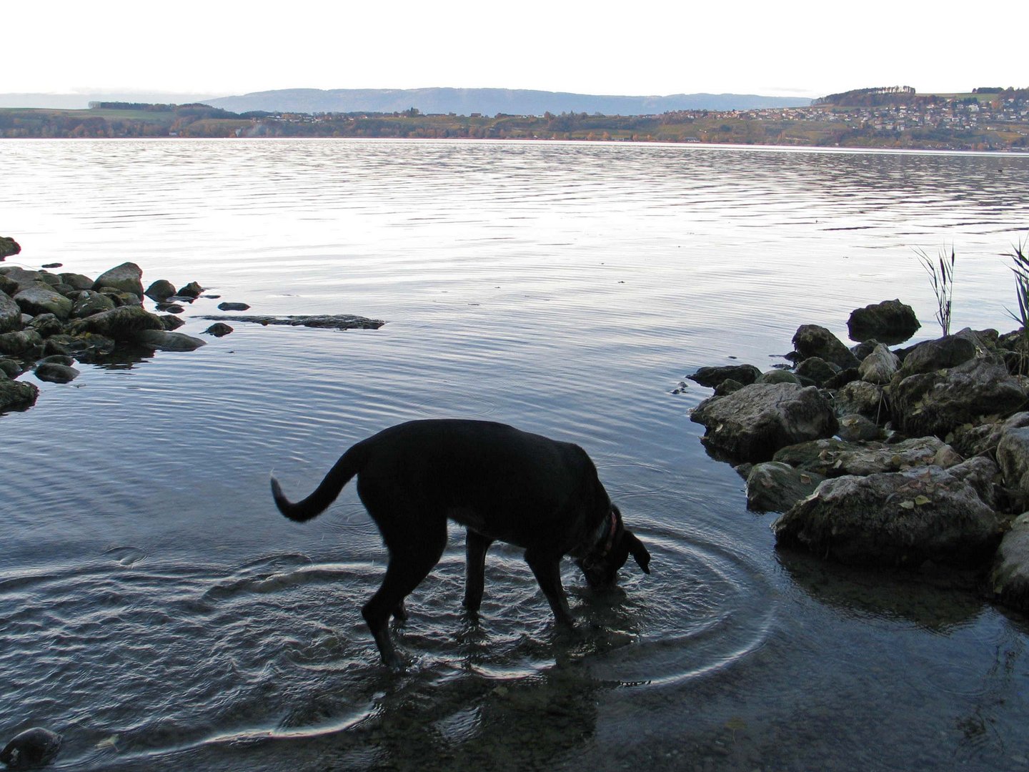 Am CH Murtensee