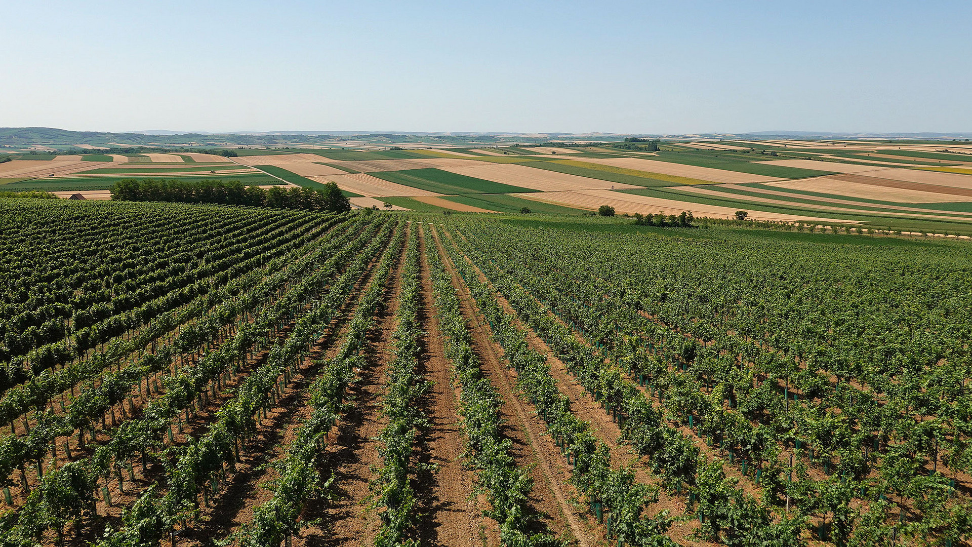 am Chardonnay-Radweg