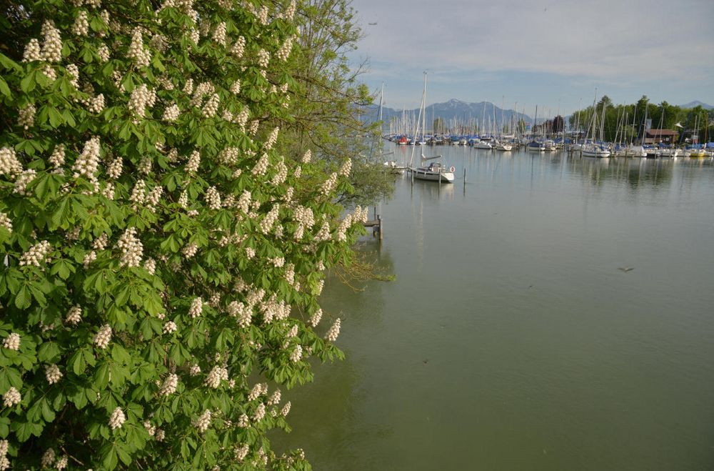 AM CHIEMSEE BEI SEEBRUCK / BAYERN