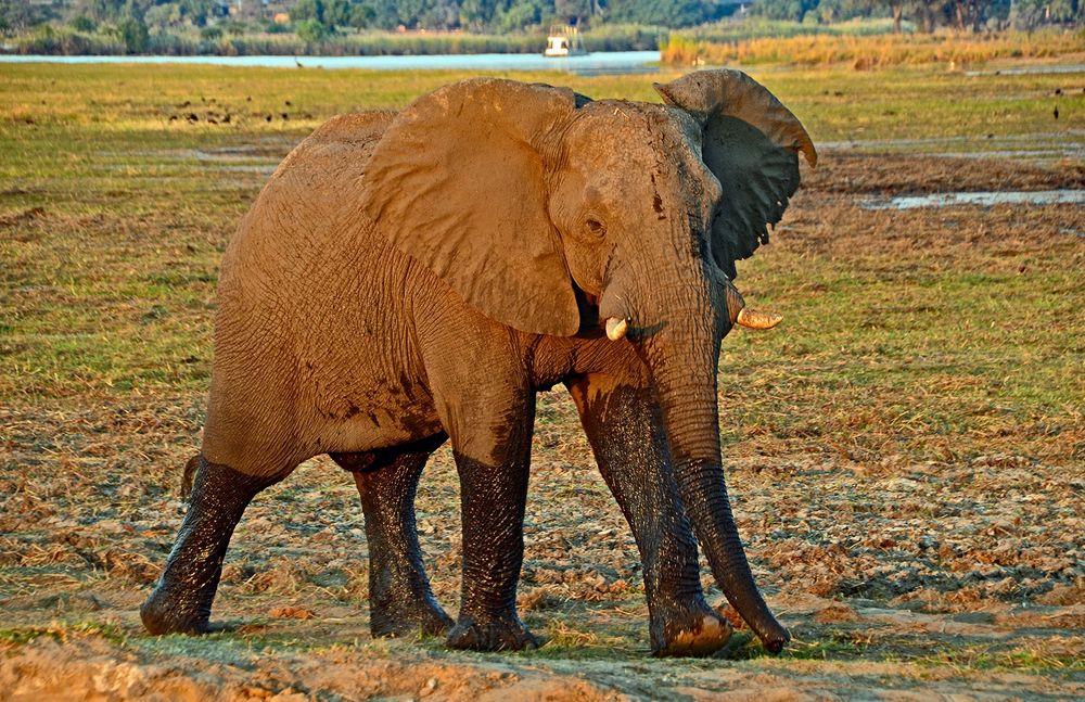 Am Chobe-River