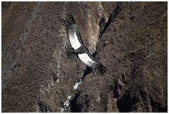 am Colca Canyon