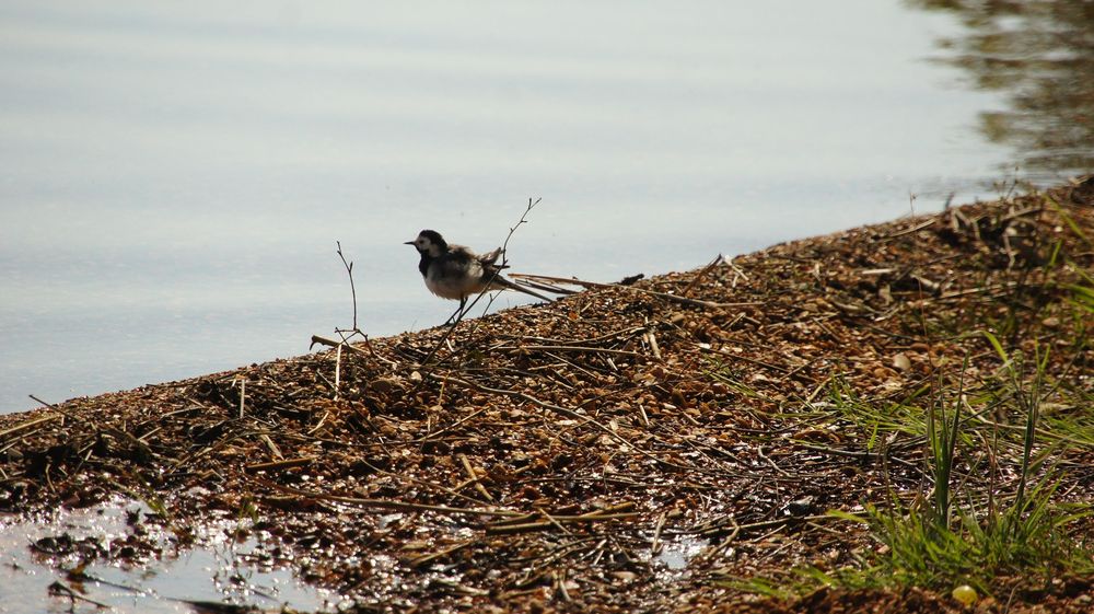 Am Cossi - Vogel 1.03