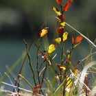 am Crestasee (Flims, GR)