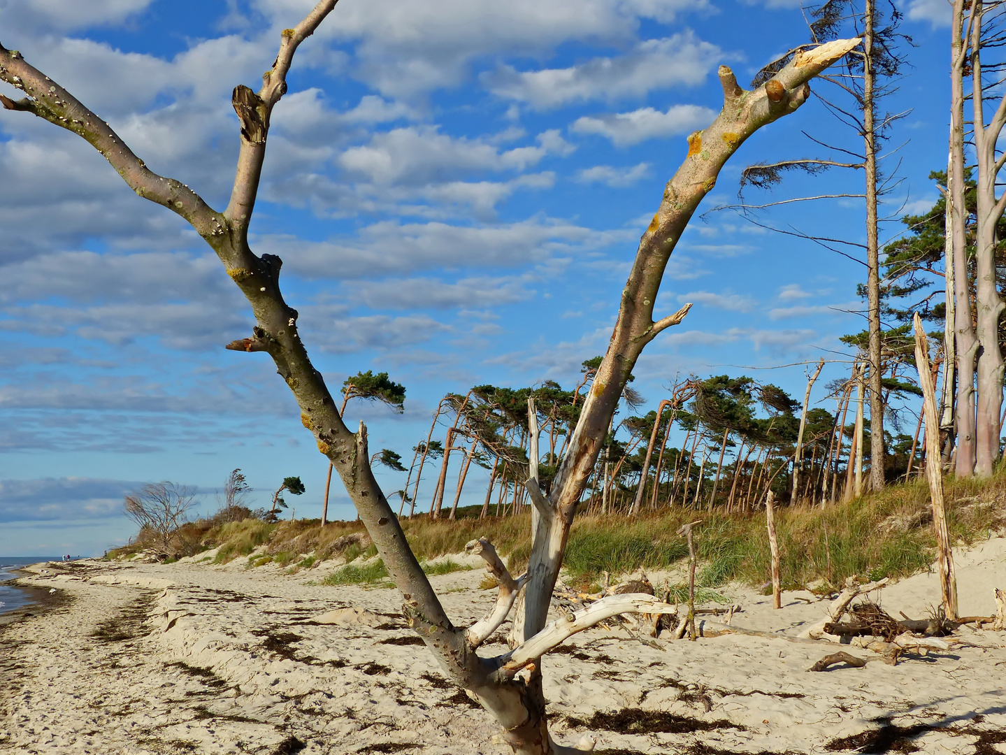 Am Darßer Weststrand