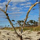 Am Darßer Weststrand