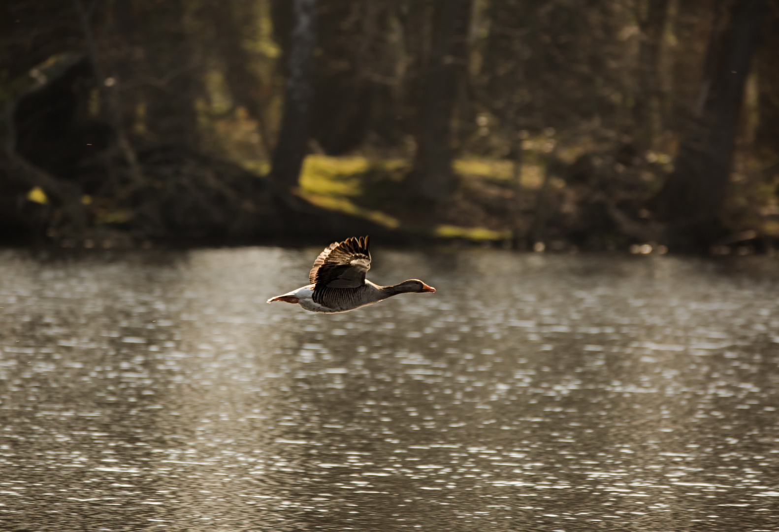 Am De Witt See