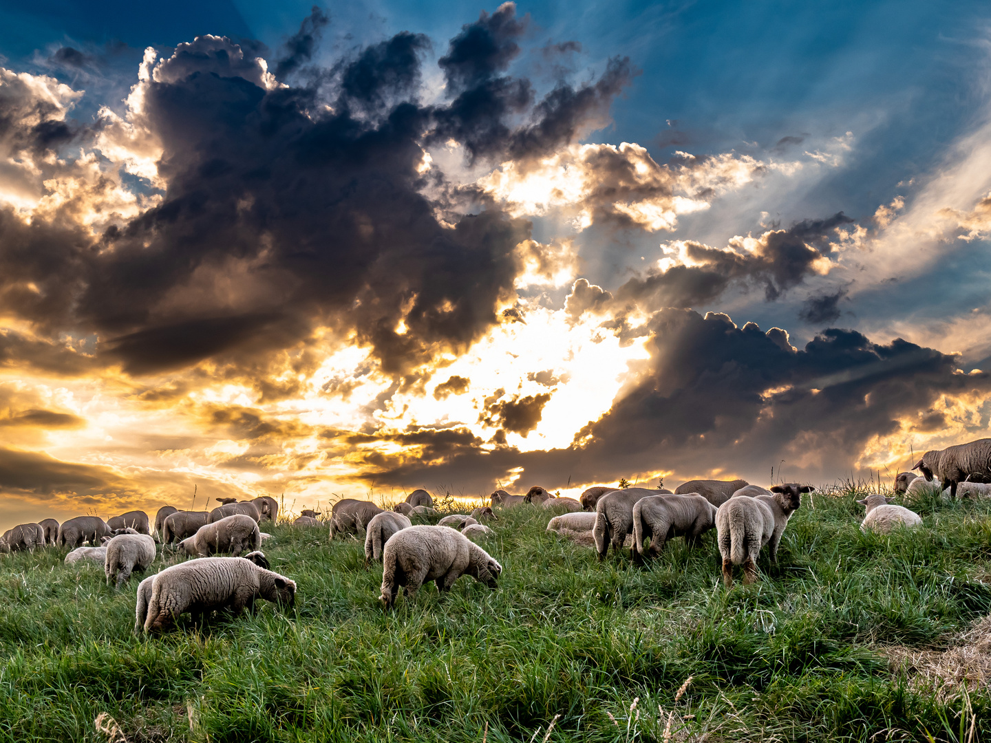 Am Deich Foto & Bild landschaft, fotos, natur Bilder auf
