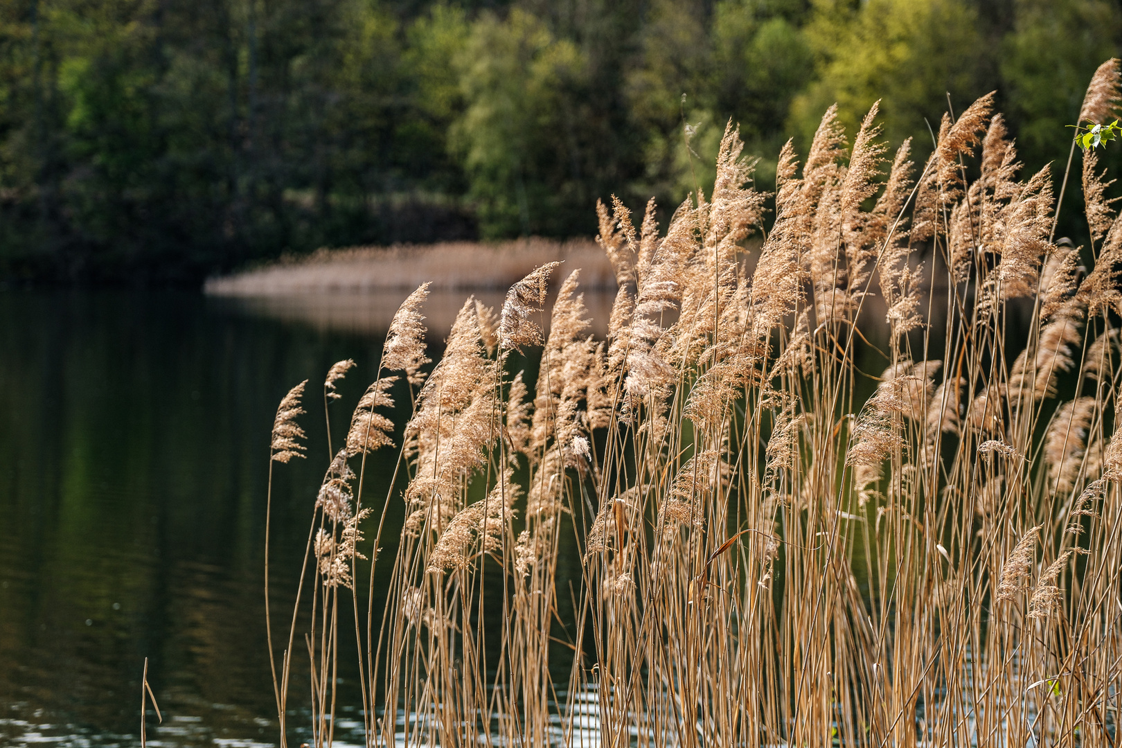 Am Donatussee