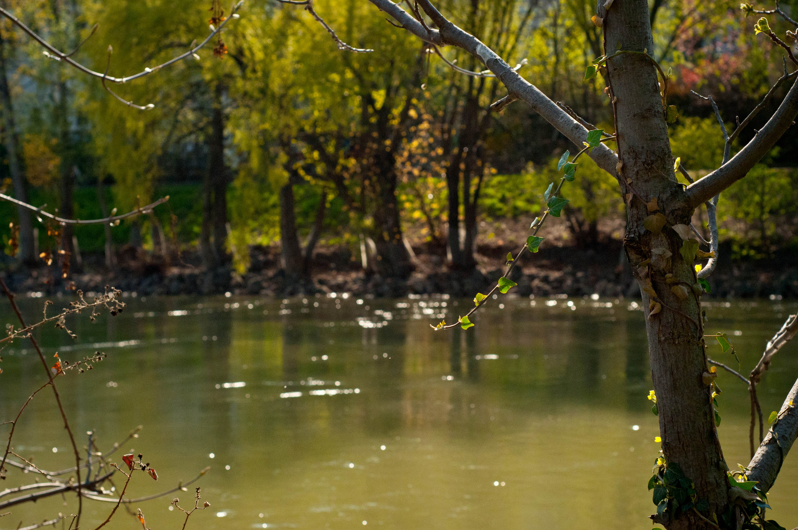 am Donaukanal