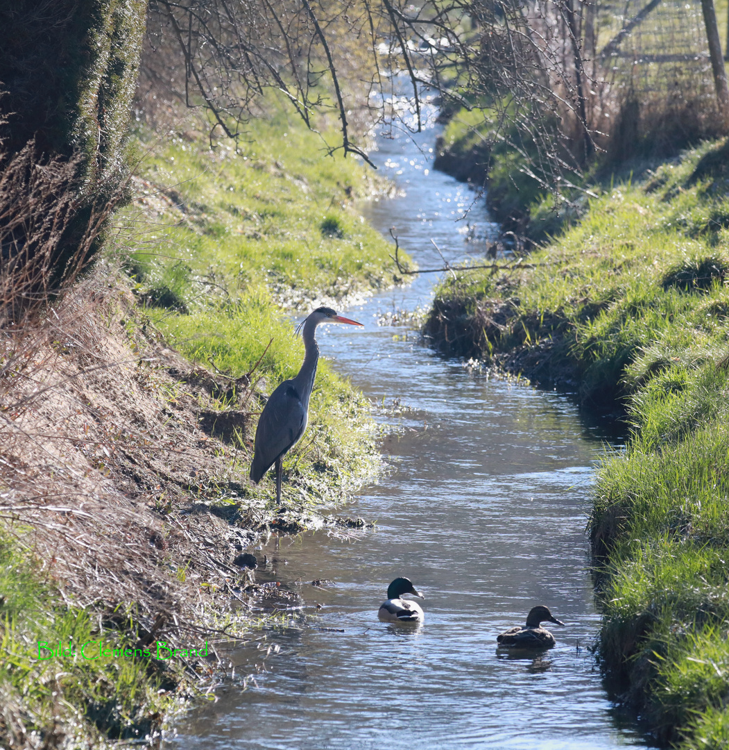 Am Dorfbach II