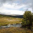 Am Dovrefjell