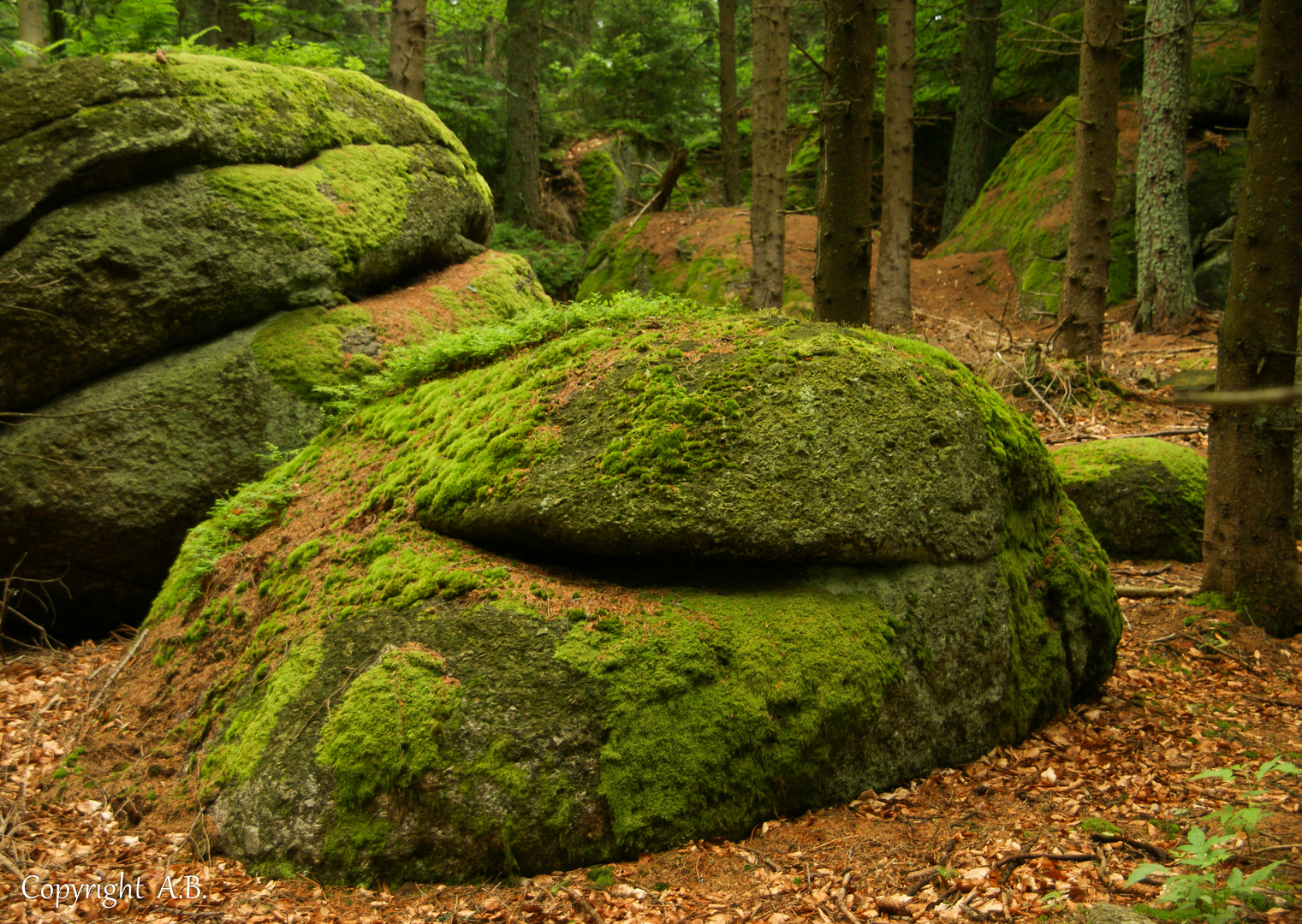 am "Druidenweg" im mystischen Waldviertel