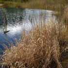 am Einlauf unserer Talsperre Ende Februar