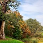 Am Elberadweg bei Dessau