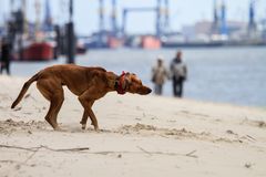 am Elbstrand