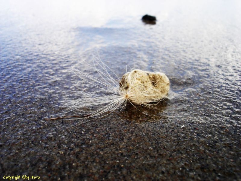 am Elbstrand