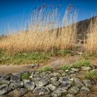 am Elbstrand beim Falkensteiner Ufer HH