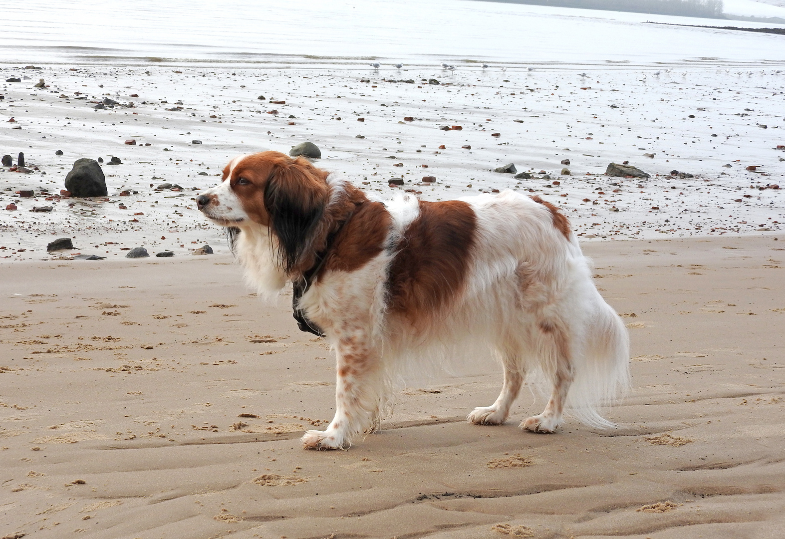 Am Elbstrand