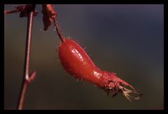 Am Ende bleibt die Frucht