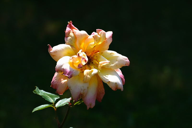 Am Ende der Blüte...