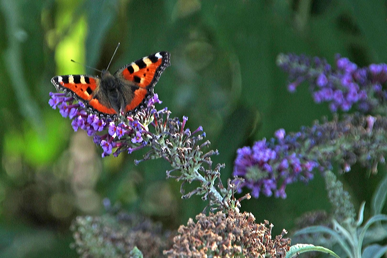 am Ende der Blüte angekommen