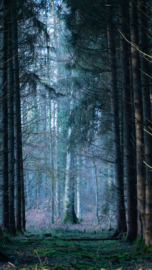 Am Ende der Lichtung