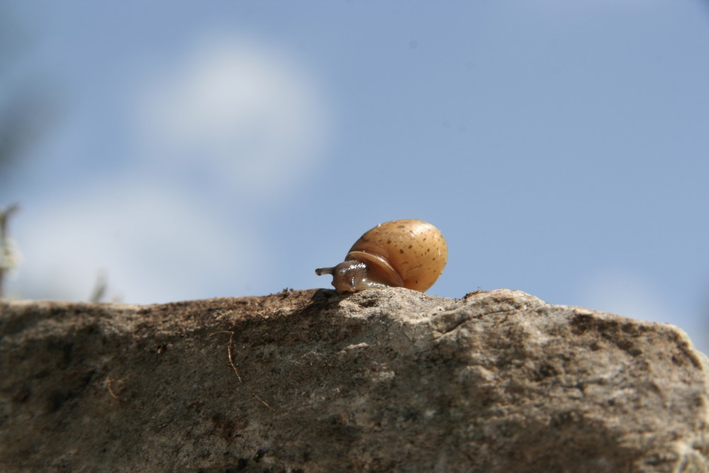 am ende der (schnecken)welt - was kommt dahinter?