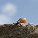 am ende der (schnecken)welt - was kommt dahinter?