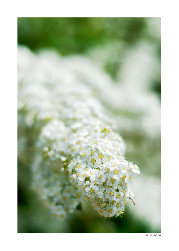 Am Ende des Frühling