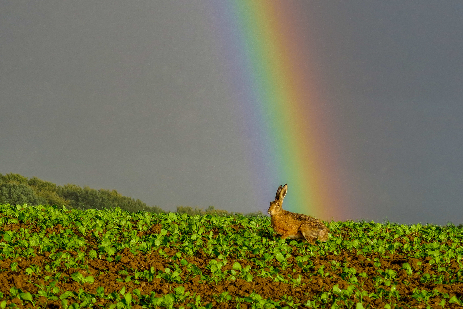 am Ende des Regenbogens