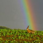 am Ende des Regenbogens