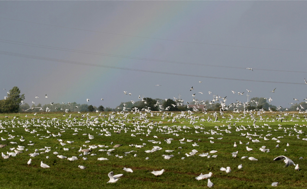 Am Ende des Regenbogens ...