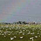 Am Ende des Regenbogens ...