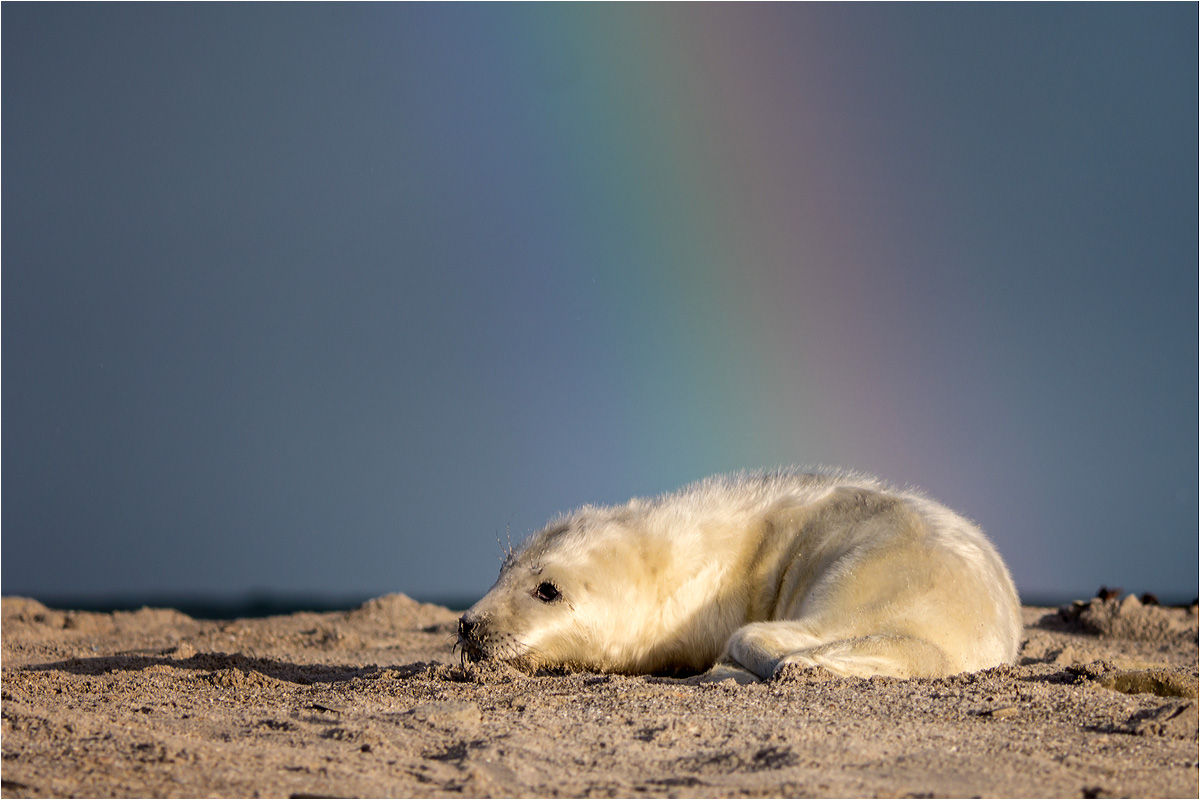 Am Ende des Regenbogens liegt ein Goldschatz..